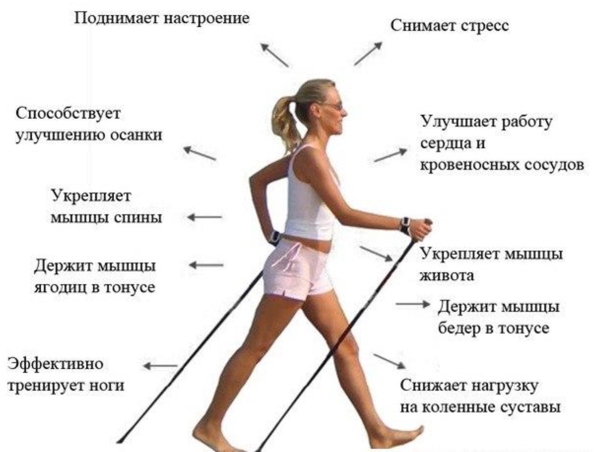 Тренажер степпер «Скандинавская ходьба» - заказать тренажер для ...