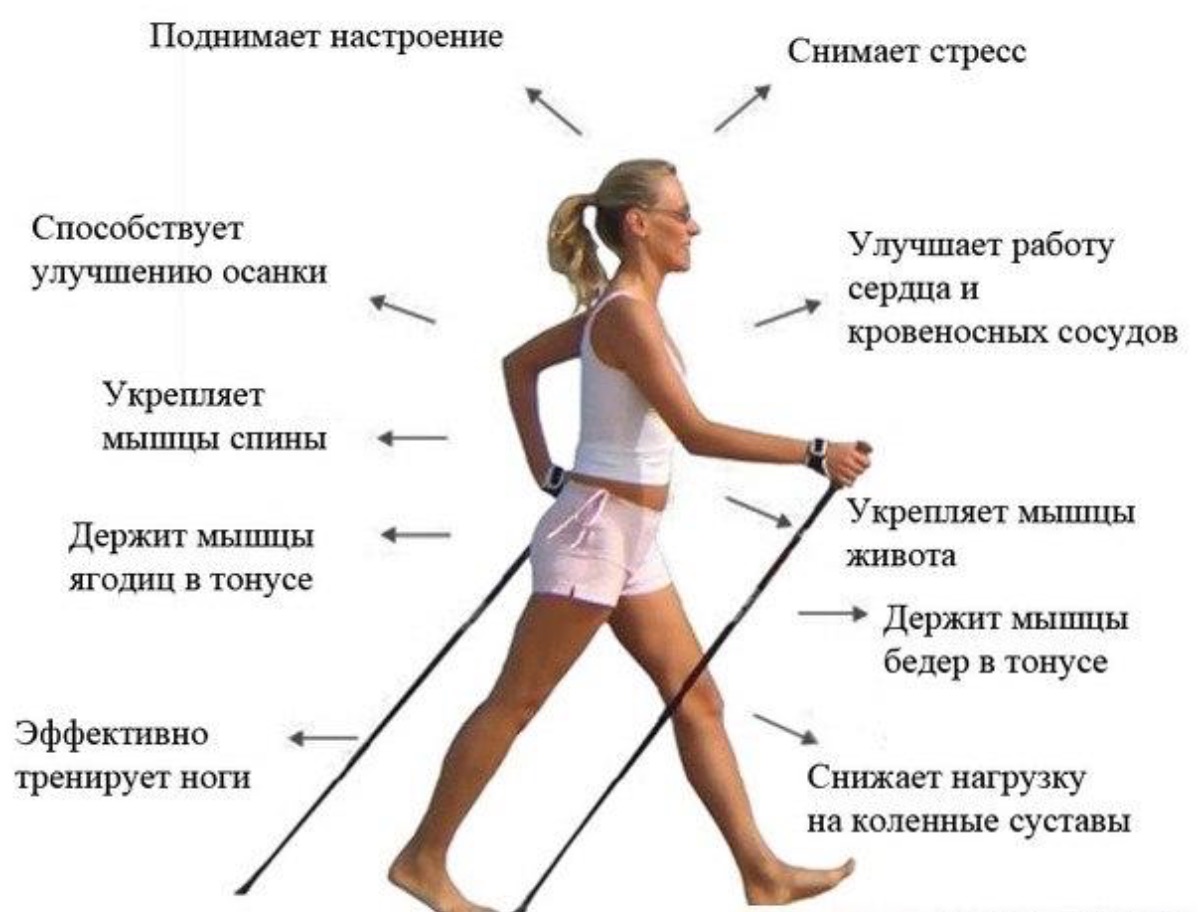  степпер «Скандинавская ходьба» - заказать тренажер для .